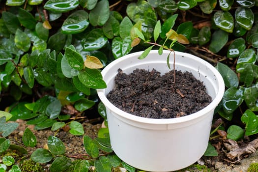 Young pomegranate plant in recycle container, stock phot