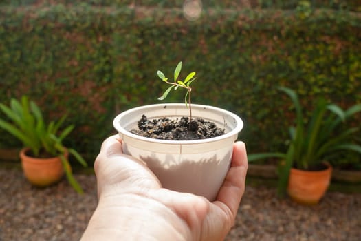 Young pomegranate plant in recycle container, stock phot