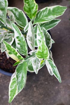 Zanzibar Gem plant in exterior garden, stock photo