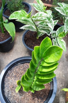 Zanzibar Gem plant in exterior garden, stock photo