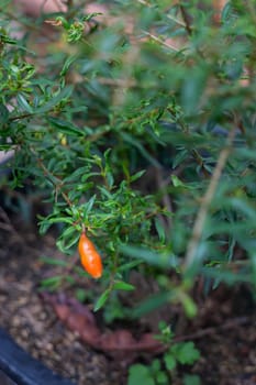 Young pomegranate plant in pot, stock phot