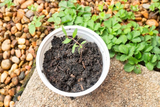 Young pomegranate plant in recycle container, stock phot