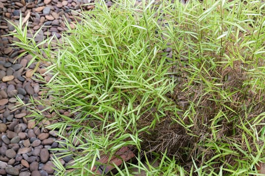 Silver bamboo leaves plant in exterior garden, stock photo