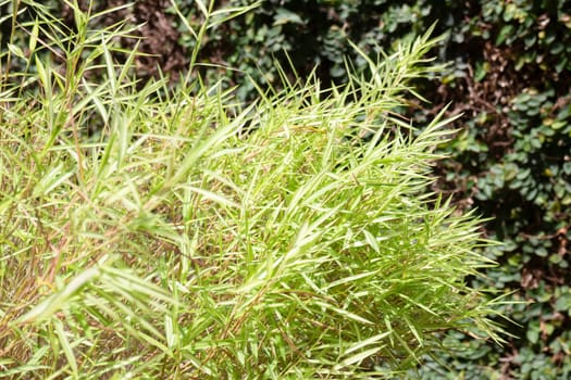 Silver bamboo leaves plant in exterior garden, stock photo