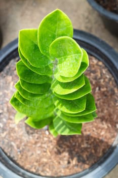 Zanzibar Gem plant in exterior garden, stock photo