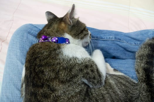 Close-up of cat sleeping on female lap, stock photo