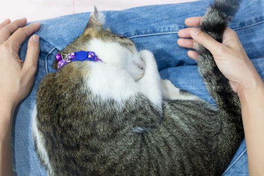 Close-up of cat sleeping on female lap, stock photo