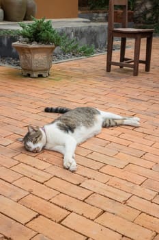 Domestic cat chilled in vintage garden, stock photo