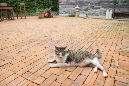 Domestic cat chilled in vintage garden, stock photo