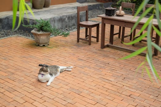 Domestic cat chilled in vintage garden, stock photo