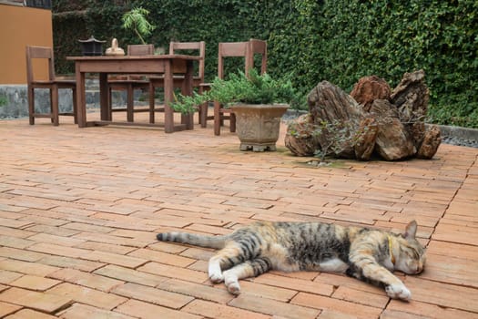 Domestic cat chilled in vintage garden, stock photo