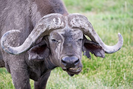 A big buffalo in the grassland of the savannah