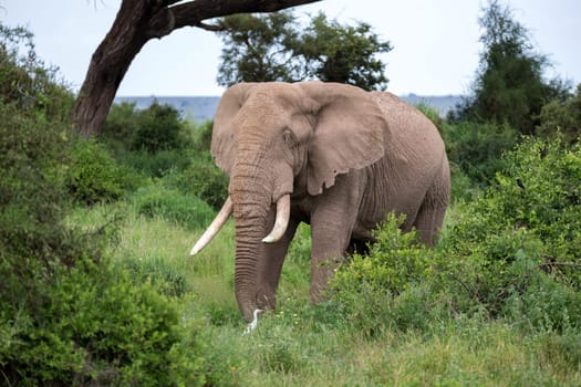 An elephant in the savannah of a national park in Kenya