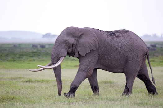 An elephant in the savannah of a national park in Kenya