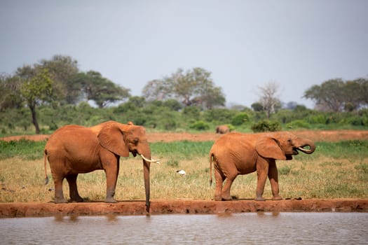 A elephants family drinking water from the waterhole