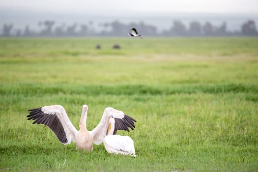 A pelican birds are standing in the green grass