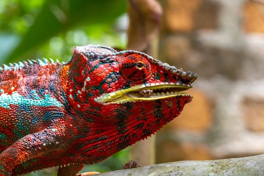 One Colorful chameleon on a branch in a national park on the island of Madagascar