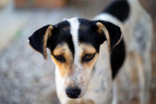 One street dog on the island of Madagascar