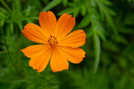 The Exotic flowers of the island of Madagascar