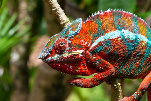 One Colorful chameleon on a branch in a national park on the island of Madagascar
