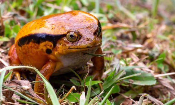 One large orange frog is sitting in the grass