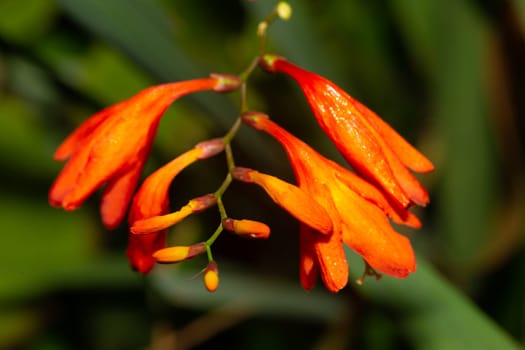 The Exotic flowers of the island of Madagascar