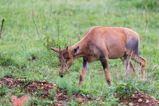 A Topi Gazelle in the Kenyan savanna amidst a grassy landscape