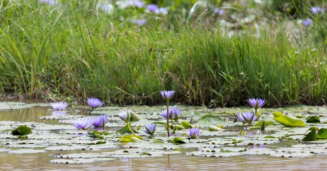Some Beautiful purple flowers on the water of a lake