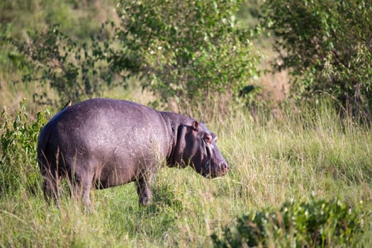 One hippopotamus runs on a grass meadow