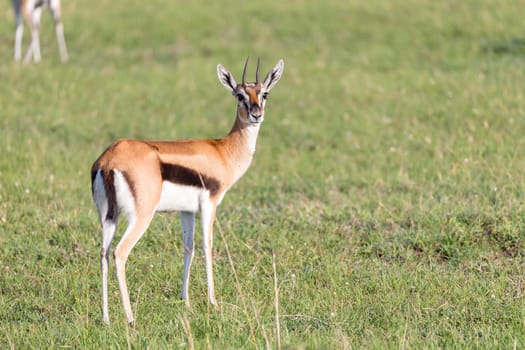 The Thomson gazelles in the middle of a grassy landscape in the Kenyan savanna
