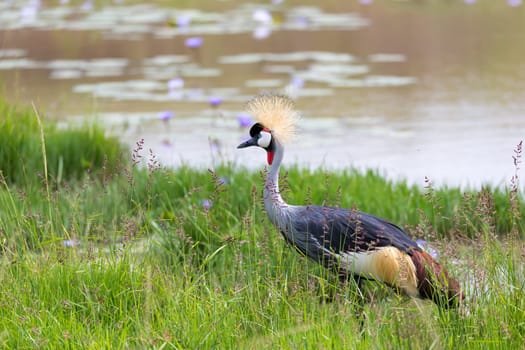 One gray-necked crowned crane stands on the bank of a river
