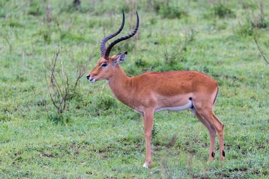 Lot of Impala antelopes in the grass landscape of the Kenyan savanna