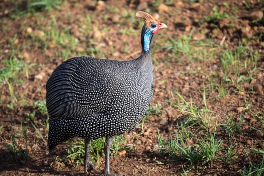 A Native birds with spotted plumage in the Kenyan savannah