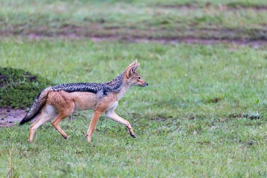 One jackal in the savannah of Kenya