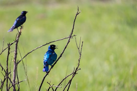 A local Kenyan birds in colorful colors sit on the branches of a tree