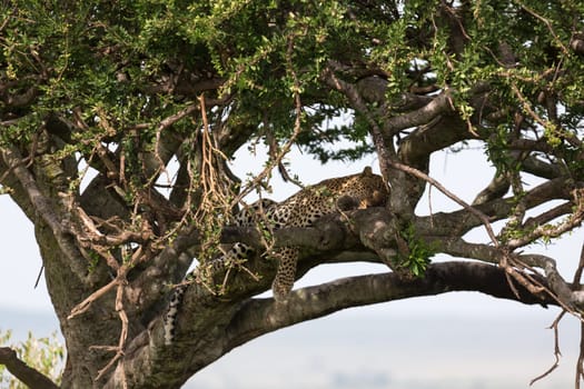One leopard has settled comfortably between the branches of a tree to rest