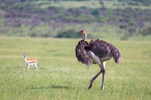 The Ostrich birds are grazing on the meadow in the countryside of Kenya