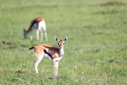 The Thomson gazelles in the middle of a grassy landscape in the Kenyan savanna
