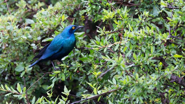 A local Kenyan birds in colorful colors sit on the branches of a tree
