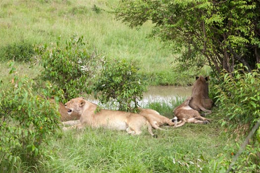 One lion family rests on a hill