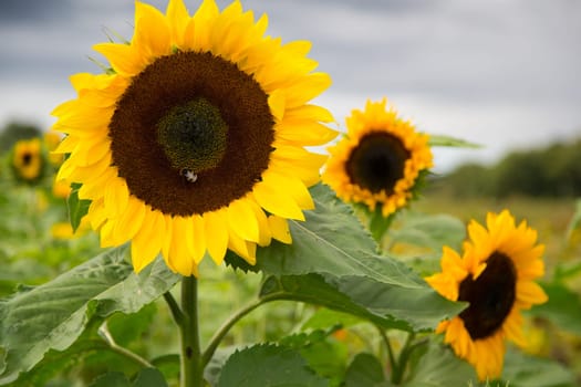 Sunflowers in a garden