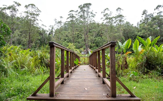 The beautiful wooden bridge in the middle of the jungle