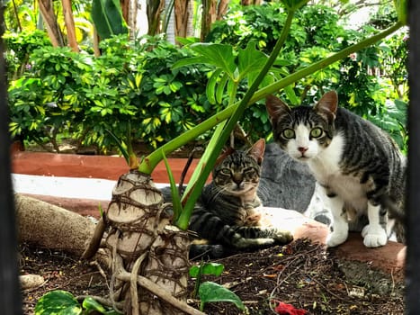 THE CATS ARE IN AWE