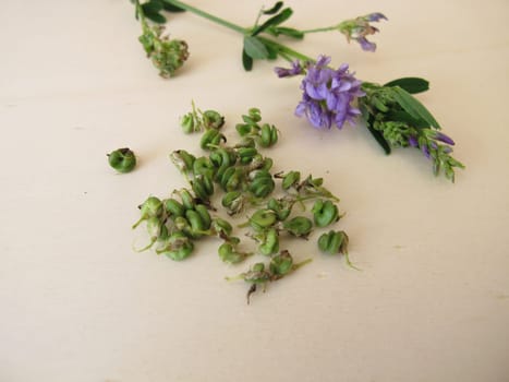 Alfalfa with flowers and seeds in spiralled fruits