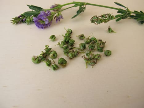 Alfalfa with flowers and seeds in spiralled fruits