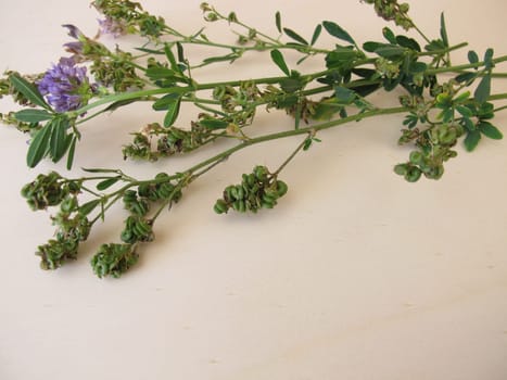 Alfalfa with flowers and seeds in spiralled fruits