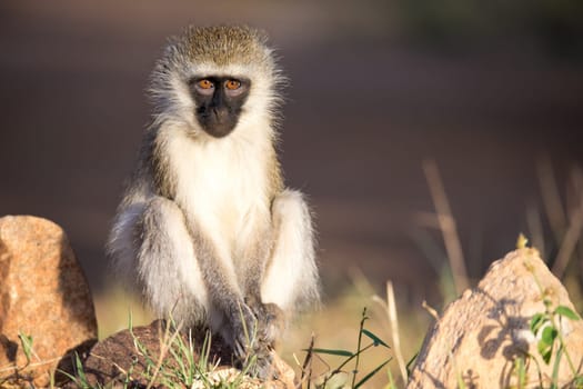 The monkey sits and looks around