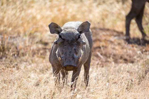 The portrait of a warthog in the middle of a grass landscape