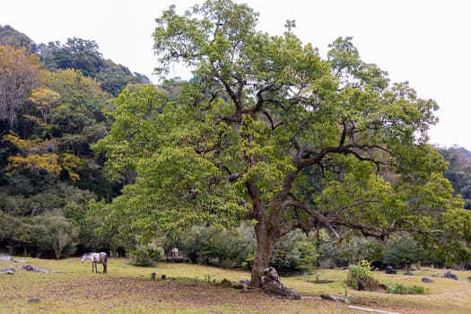Large tree in a valley in the middle of the mountains at el Cielo, Tamaulipas, Mexico
