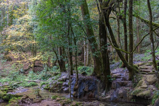 Waterfall in the forrest in the Park known as El Cielo, in the Mexican State of Tamaulipas